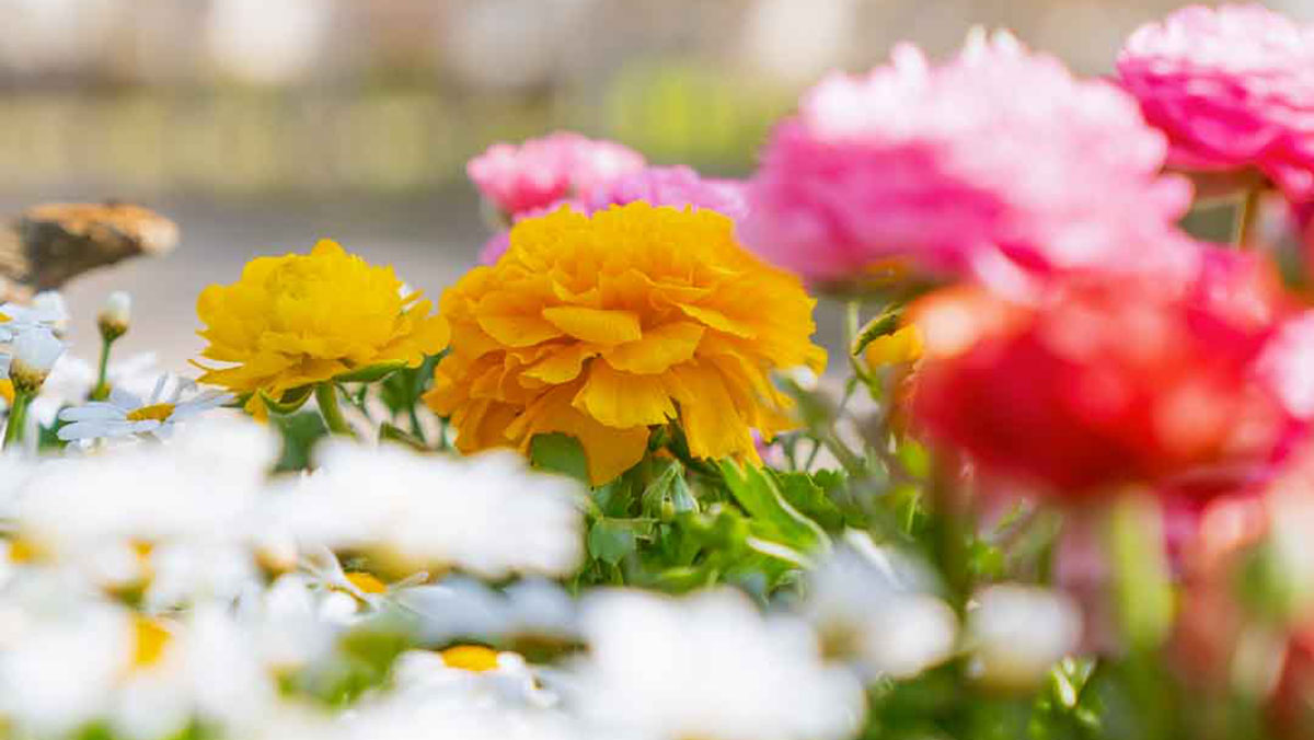 ranch_fiori.jpg I fiori del Ranch